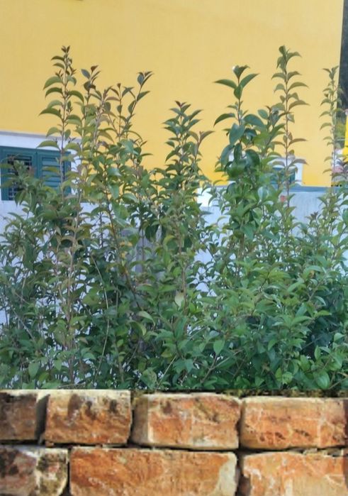 Vedação viva, lote 35 arbustos, Ligustrum japonicum, jovens e podados