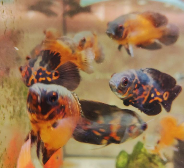 MISIEKZOO Pielęgnice - Pielęgnica Pawiooka