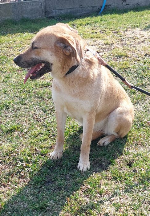 Danna sunia do adopcji