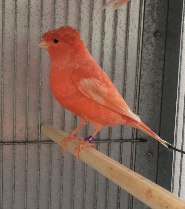 Canaruos vermelhos intensos nevados