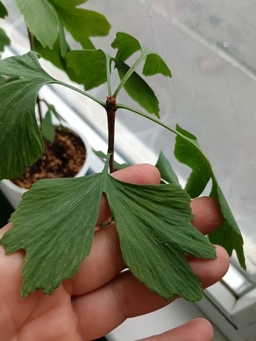 Гінгко дволопатеве саджанці, gingko, гинко дерево
