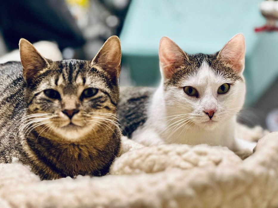 Pomoc domowa zadnej pracy się nie boi!