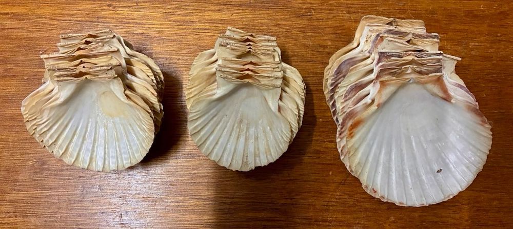 Conjunto de 18 conchas naturais