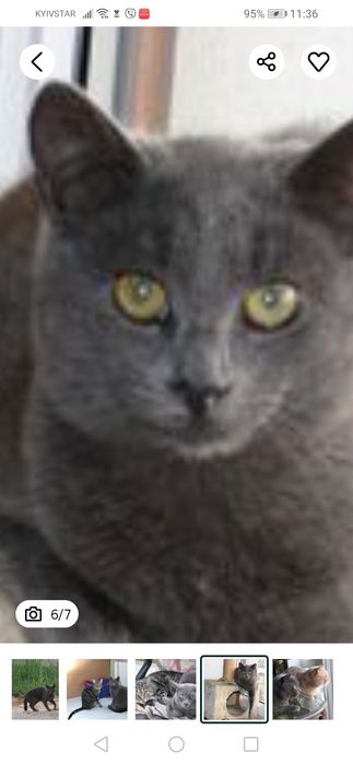 Загубився кіт, окрас сірий, димчастий Київ, вул. Вірменська