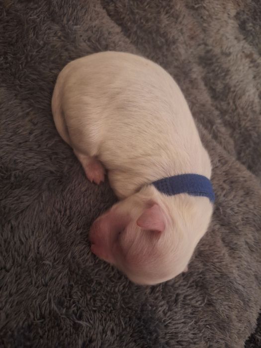 Maltańczyki szczeniaki 2 samce