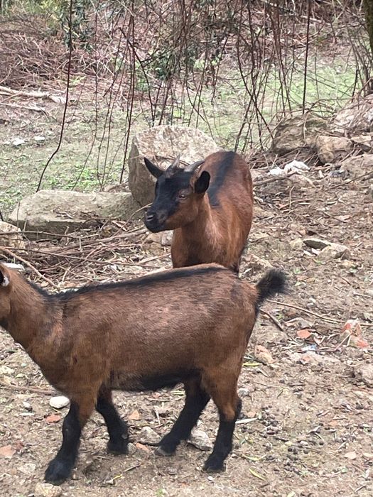 Cabras anãs  muito meigas
