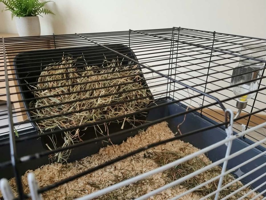 Oddam królika miniaturkę
