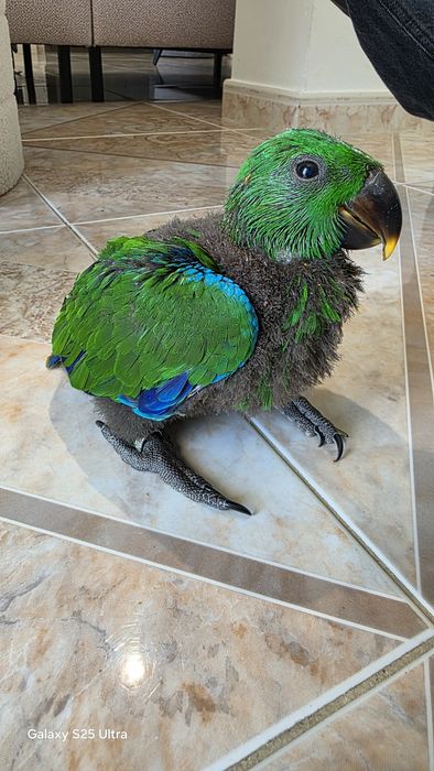 Macho de papagaio Ecletus