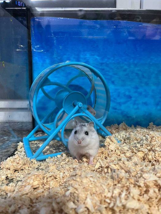 Sprzedam młode chomiki – oswojone i zdrowe