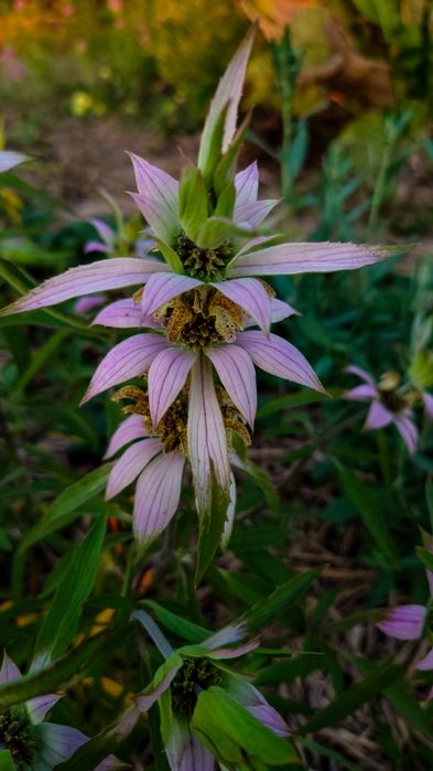 Семена лекарственных растений, Насіння лікарських трав