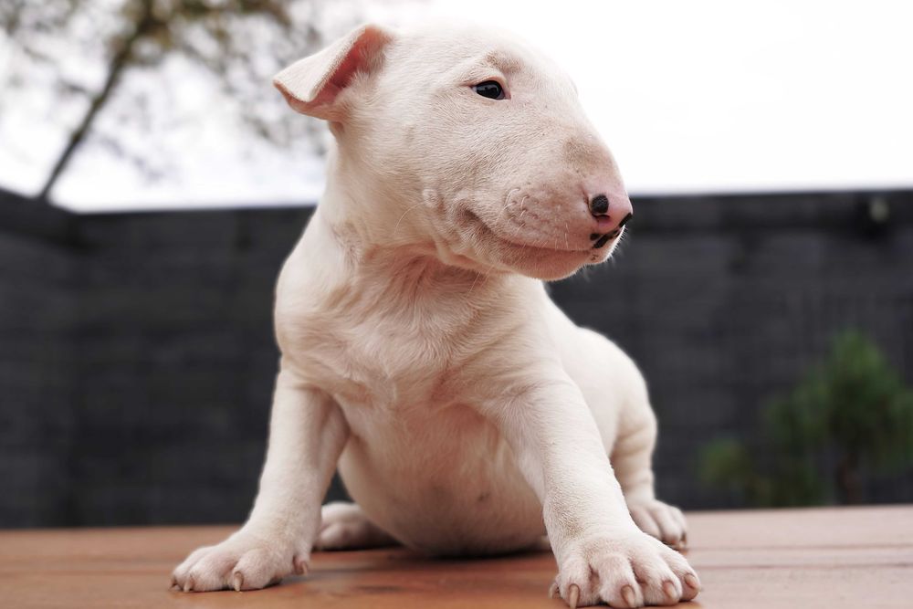 GOTIWA suczka bulterier standard SOLID WHITE BULLTERRIER bull terrier