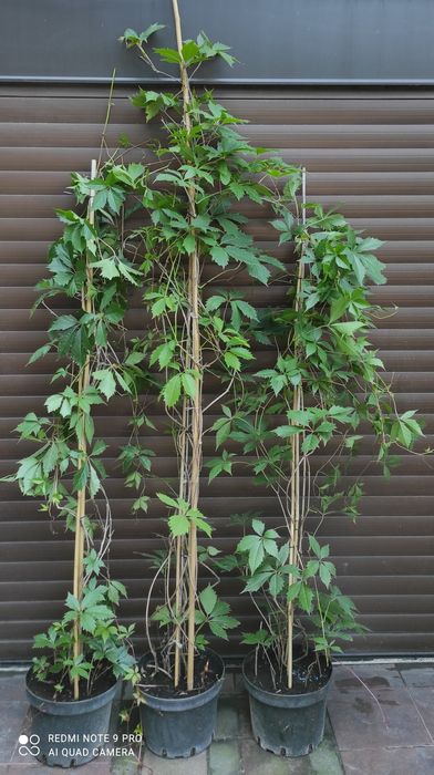 Bardzo duże winobluszcze 2,5m-3,5m