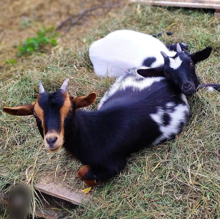 Коза породистая, малиши