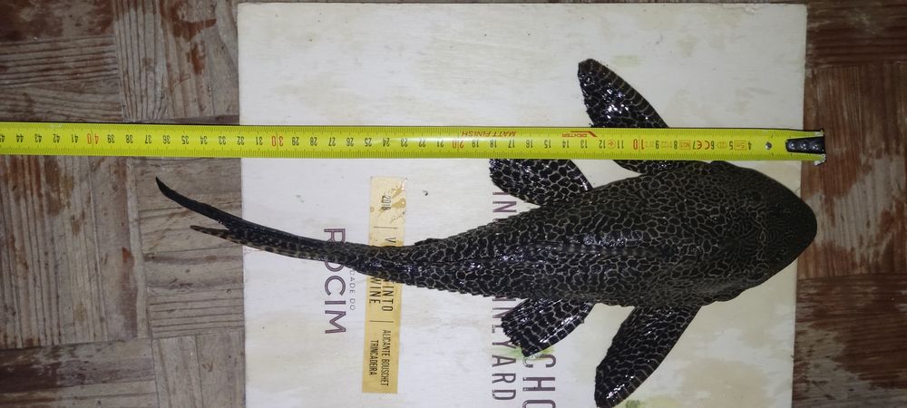 Peixe pleco muito sociavel no aquario