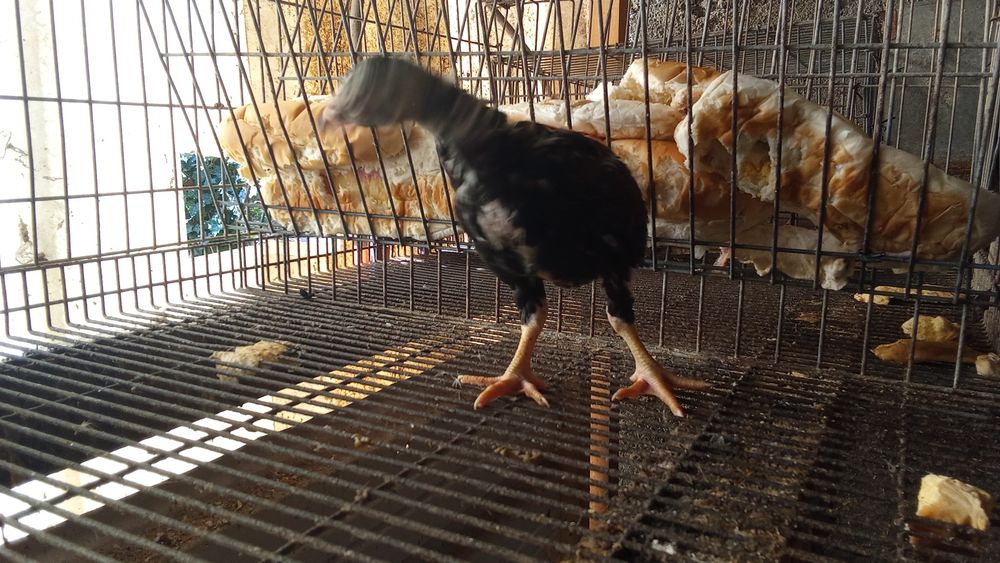 Pintos de raça cornish várias idades .