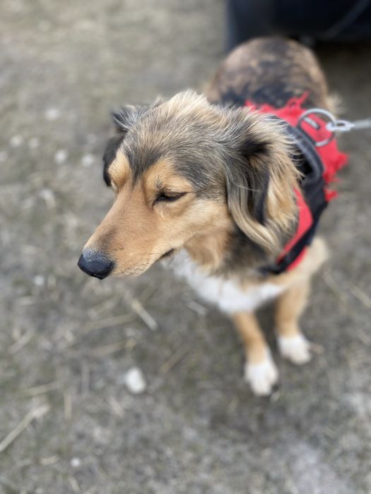 Rudek szuka domu 2-3 letni zaczipowany i wykastrowany