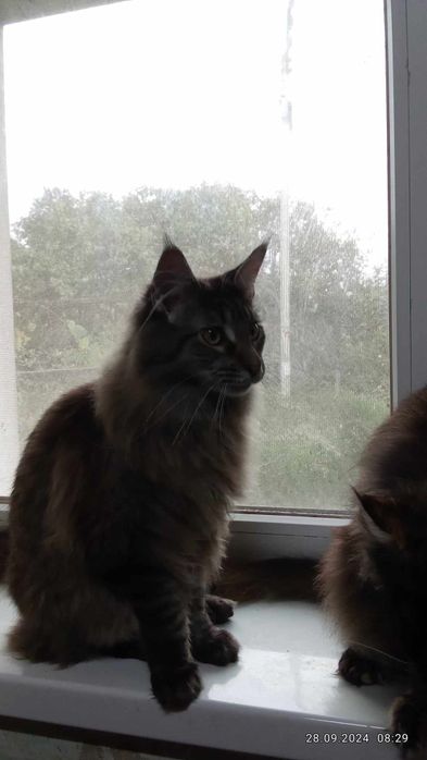 Котики Maine Coon