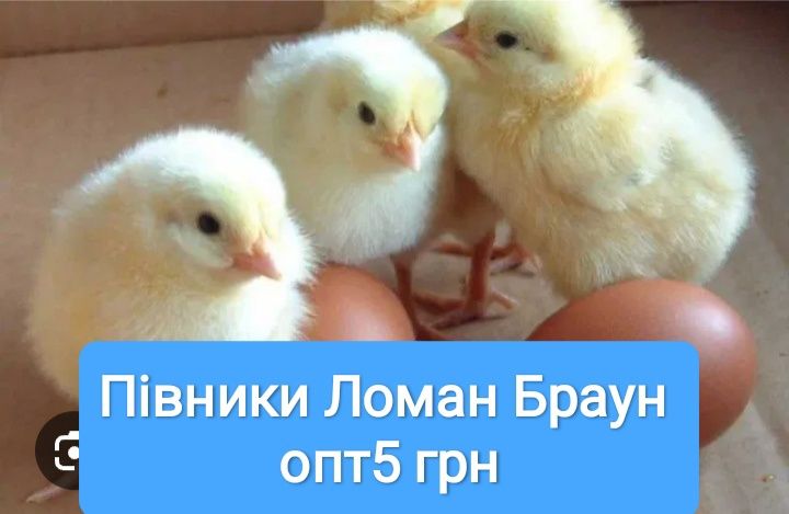 Добові півники петушки суточні циплята