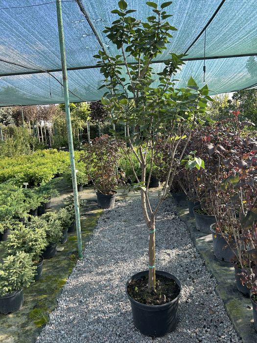 Бузок на штамбі, в горщиках | 3 сорти