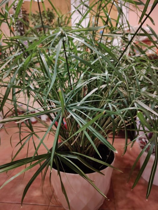 Papirus variegata