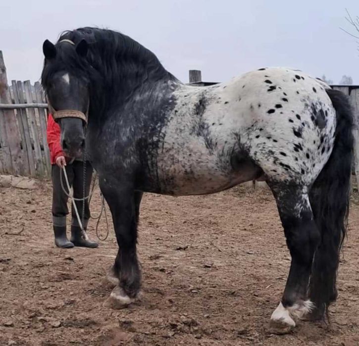 Tarant ogier bardzo spokojny