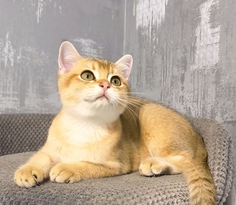Золота шиншила кошенята котята котики котик