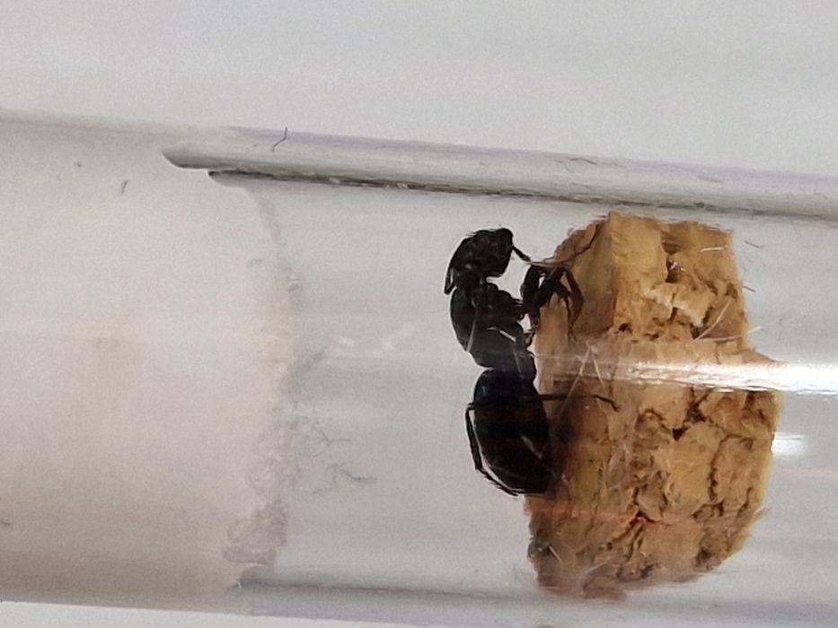 Camponotus fallax rojkowa 22.05