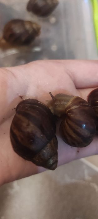 Продам улиток Ахатин Имакулят