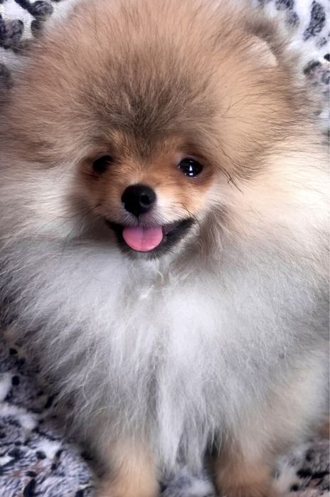 Міні померанський шпіц.