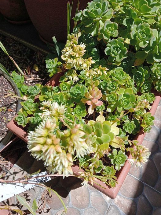 Suculenta rosa pequena/eonium kiwi