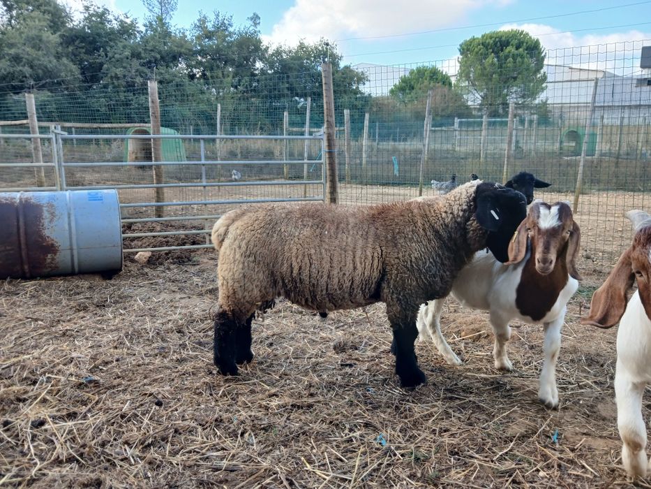 Vendo Borrego Suffolk