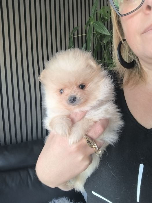 Spitz anão.Lulu da Pomerânia. Menino Mini com LOP e Afixo