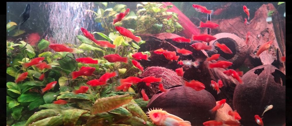 Mieczyk mieczyki samce