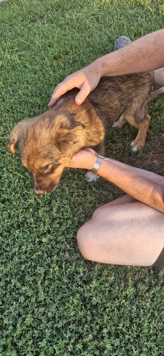 Oddam 3 szczeniaki (suczki)