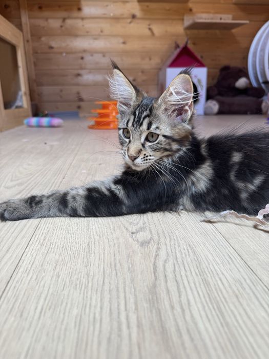 Maine Coon Koteczka FPL