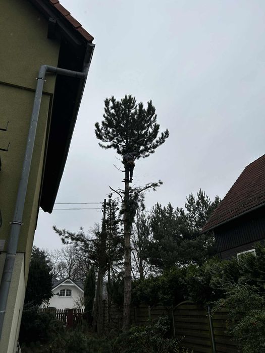 Odśnieżanie I wycinka drzew