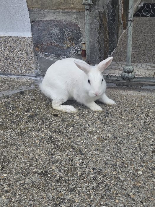 Coelhos anões  brancos