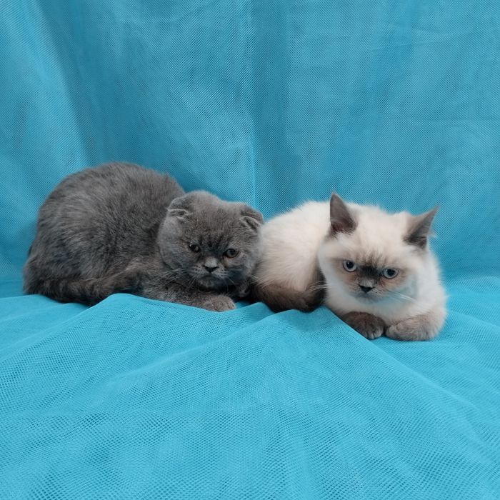 Шотландські кошенята