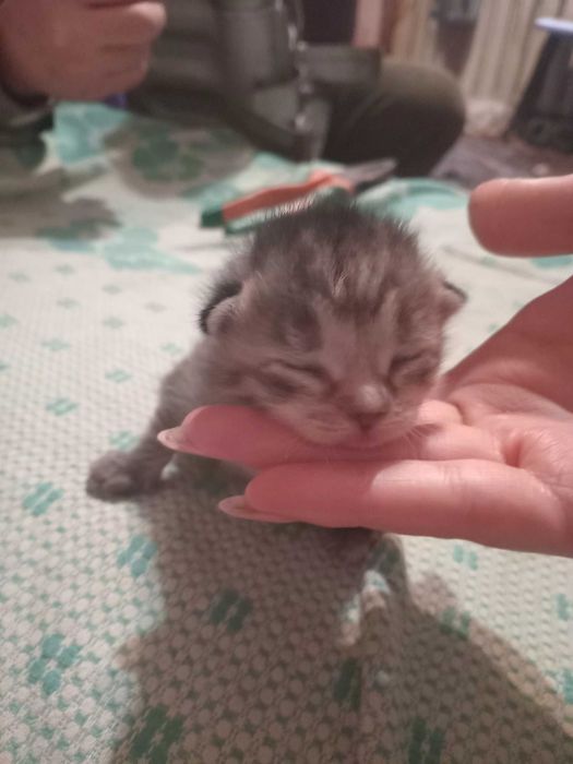 Котята в хорошие руки