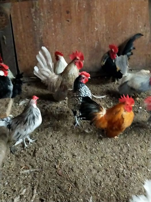 Куры породы Шабо