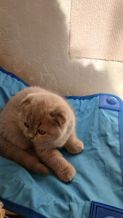 продаю шотландских котят