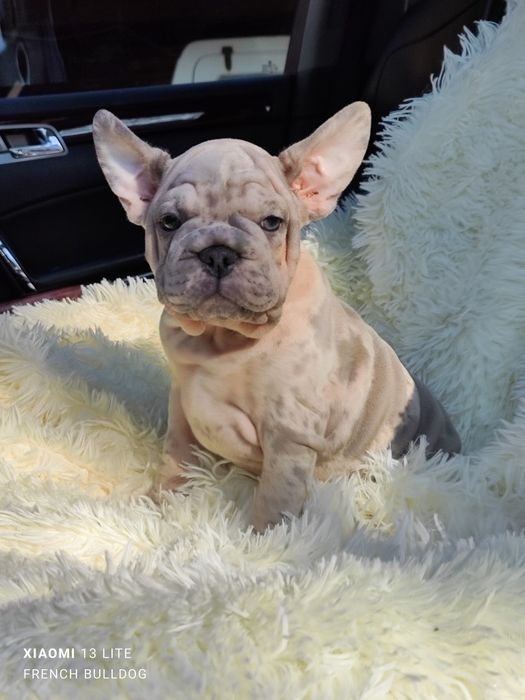 Красотка в типі Біг Роп Вельвет.