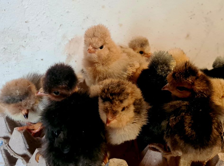 Яйце інкубаційне від домашніх курей