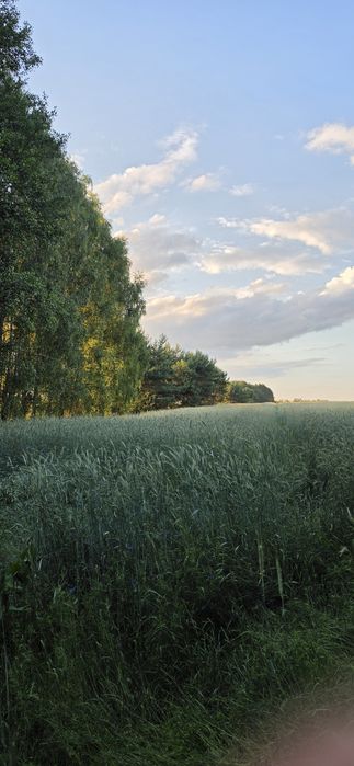 Dzialeczka pod domek we wsi Ostrowy niedaleko od Wyszkowa