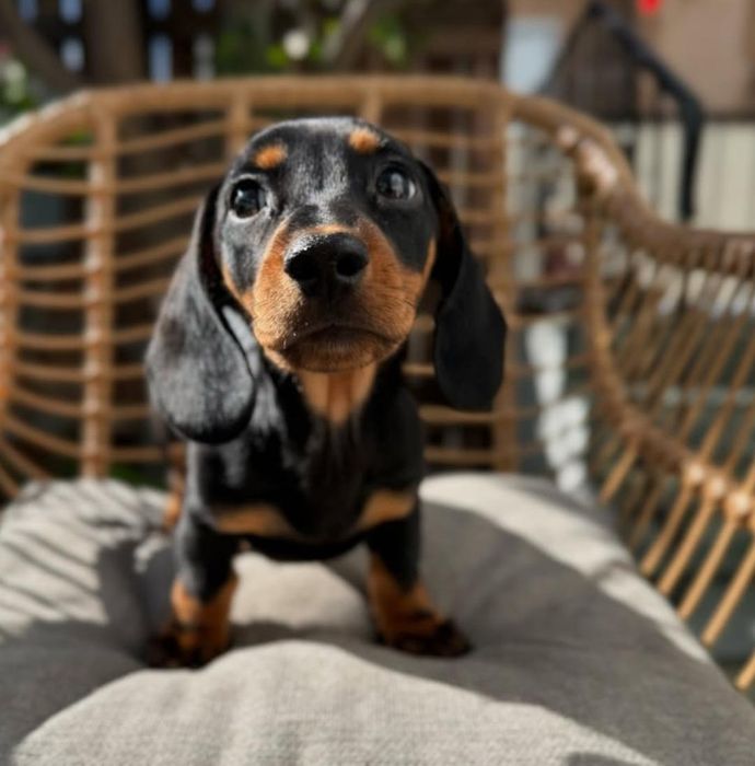 Чорнопідпалі хлопчики.