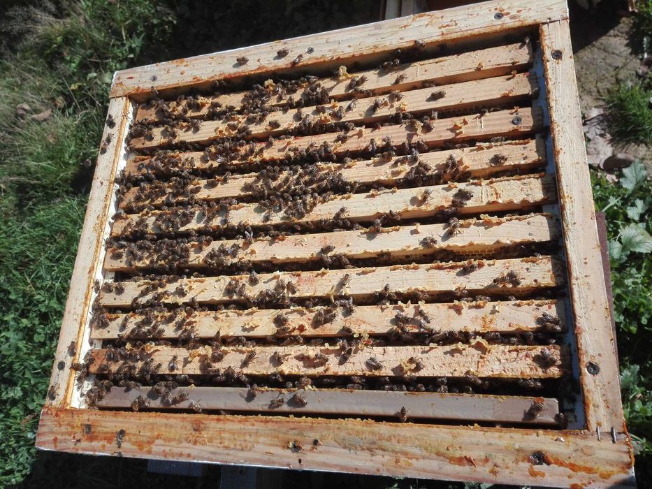 Бджолосім'ї, бджолопакети