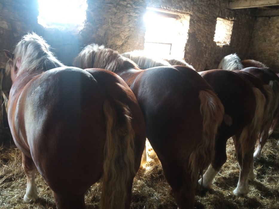 Sprzedam konie źrebaki kasztany Pilne .