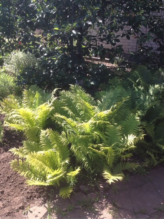 Продам дачу біля води