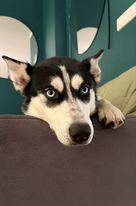 Husky do adopcji