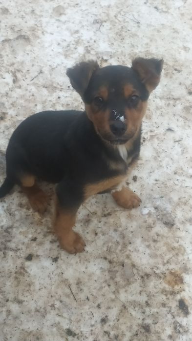 Шукаю домівку і люблячих людей